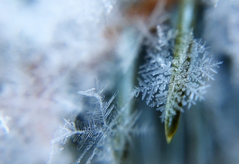 snowflake on a plant