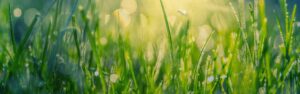 Grass